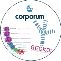 Approfondissement ICC<br>Formation « Les Appuis du Gecko »